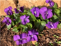7f3f3400-20190303 Ljubice.jpg